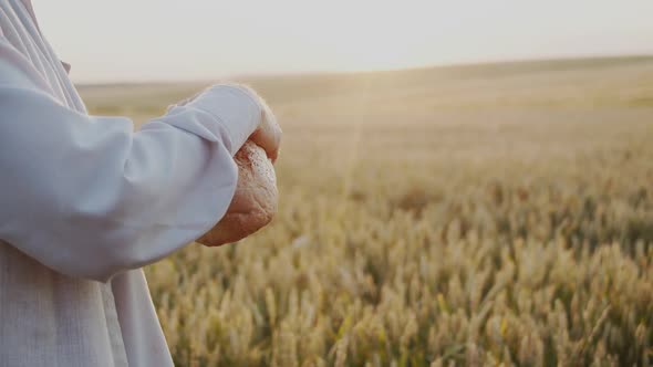 Old Male Hands Caresses a Loaf of Bread Raises It at Sun in Summer Wheat Field