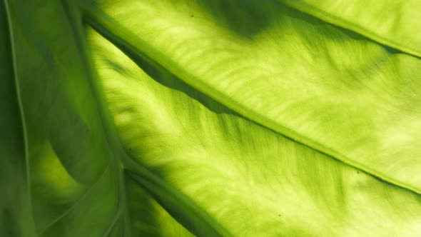 Slow tilt over Alocasia odora leaf texture 4K 2160p 30fps UltraHD footage - Close-up of giant uprigh