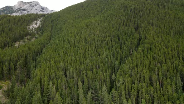 4K bird view footage of treetops of Kananaskis Country woods in the Canadian Rockies from above. Tre