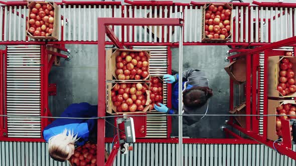 Top View of Female Workers Relocating Tomatoes on the Conveyor