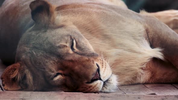 Lionesses sleeping on wooden floor, zoo