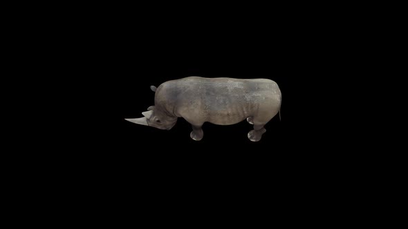 Rhino Eat Top View alt