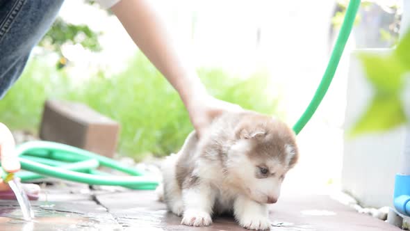 Asian Woman Washing Siberian Husky Puppy With Hose