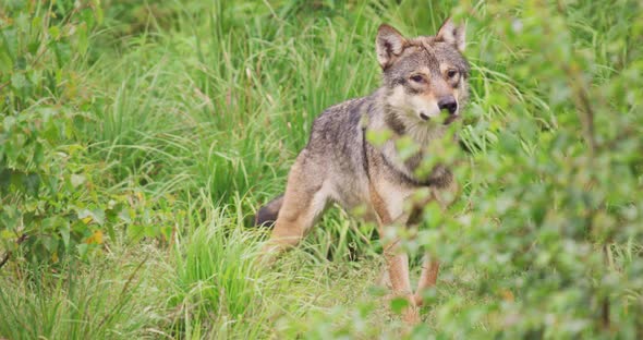 Wolf Walking on Field in Forest