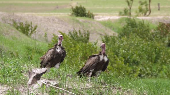 Two Hooded vulture on the ground 