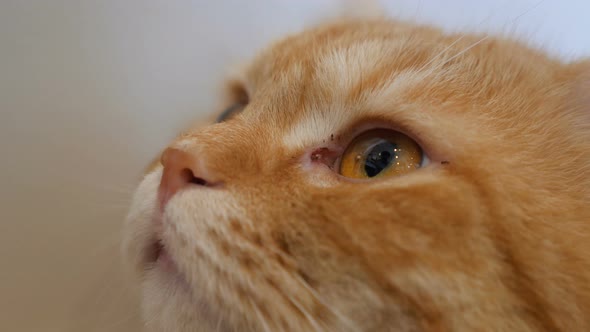 Close up eyes of ginger cat looking up.