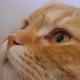 Close up eyes of ginger cat looking up. - VideoHive Item for Sale