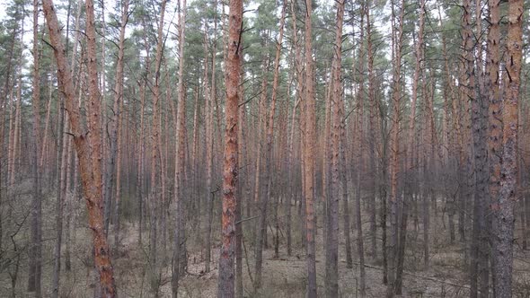 Trees in a Pine Forest During the Day Aerial View