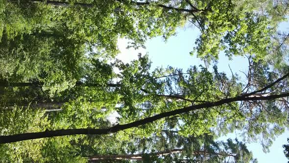 Vertical Video of Green Forest By Day