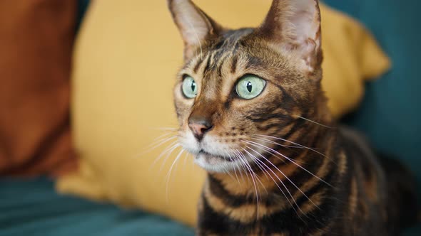 Bengal Cat Lying on Sofa in Living Room