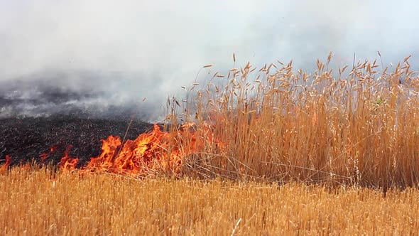 Fire in a Wheat Field in Dry Hot Sunny Summer Weather Closeup