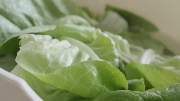 Slow pan on Lactuca sativa lettuce  close-up  video