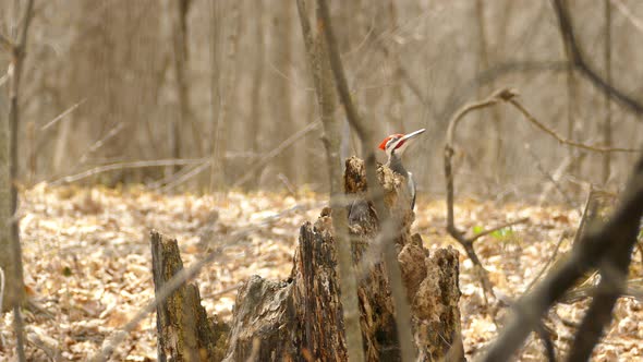 Pileated woodpecker sitting on a tree trunk and taking off, Canada, wide shot