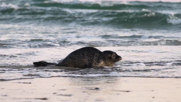 Common Seal Phoca Vitulina In Shallow Tidewater Moving To Beach