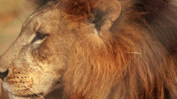 Close up of male lion standing still