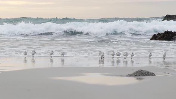 Ocean Waves and Sandpiper Birds Run on Beach Small Sand Piper Plover Shorebird