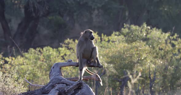 monkey Chacma Baboon, Namibia Africa safari wildlife