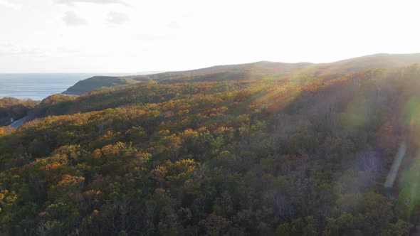 Green Yellow Red Crowns of Trees in Deciduous Forest in Autumn in October