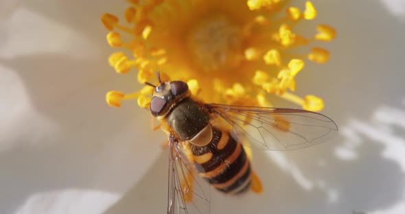 Hoverflies Flower Flies or Syrphid Flies Insect Family Syrphidae