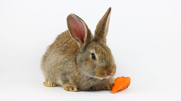 Little Fluffy Cute Brown Rabbit Sits and Eats Orange Fresh Carrots Closeup on a Gray Background in