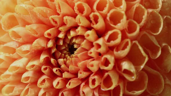 Macro Shoot of a Beautiful Dahlia