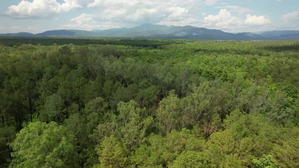 Aerial view camera moves forward to green pine woods in the forest with mountains view by drone