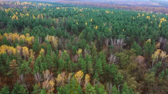 Aerial view of autumn forest. Autumn forest aerial drone view from above