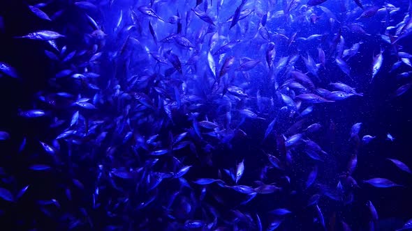 Blue background of moving trumpet fish. Pond with marine life.