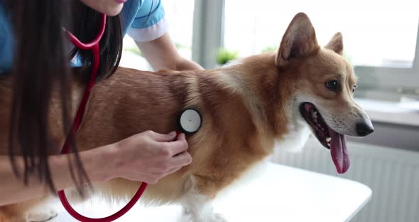 Woman Veterinarian Listens to Dog Lungs with Stethoscope in Veterinary Clinic
