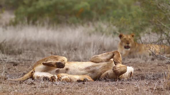 African lion in Kruger National park, South Africa