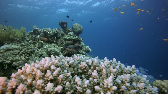 Tropical Underwater Sea Fishes