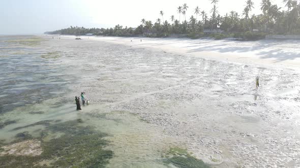 Tanzania  Women in the Coastal Zone at Low Tide in Zanzibar Slow Motion