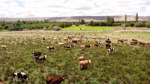 Cows Graze in the Pasture