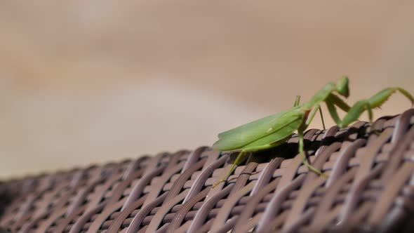 The Green Praying Mantis Slowly Creeps on a Plank Bed