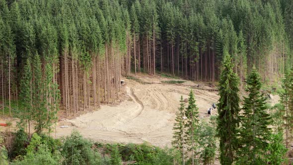 Aerial Shot of Deforestation and Cutting Out Pine Tree Forest in Mountains