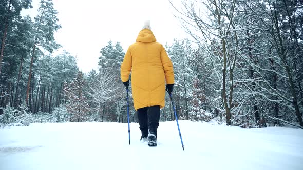 Hiker Practicing Nordic Walking In Forest. Sticks Walking Winter Wood. Nordic Walking Trekking Stick