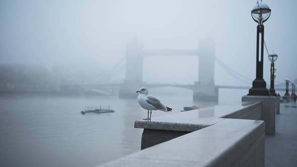 Seagull in empty, deserted Central London at Tower Bridge on a cool blue misty morning on day one of