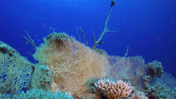 Sea Coral Reef
