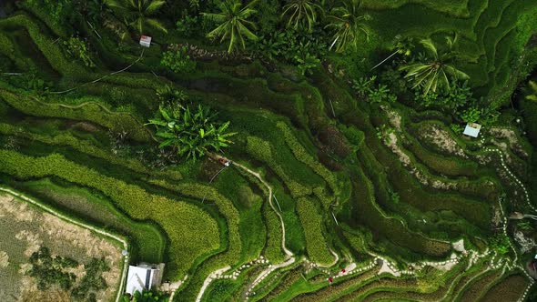 Beautiful Rice Fields In Bali