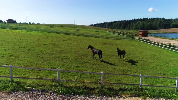 Horses On A Ranch