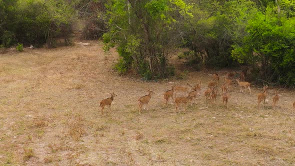 Spotted Deer in the National Park of Sri Lanka