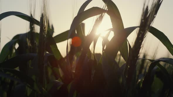 Unripe Wheat Harvest Growing Field on Sunset Closeup