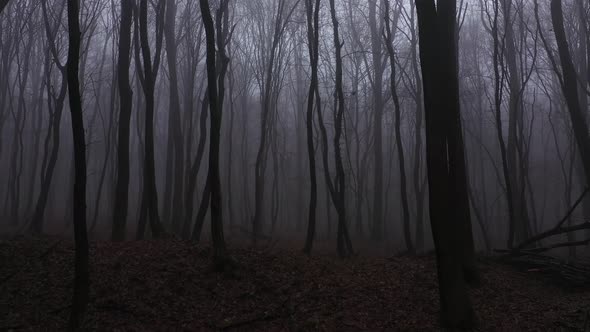 Walking in Scary Forest at the Evening