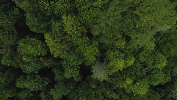 Slow fly by of trees from above.