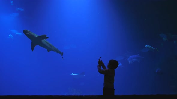 Oceanarium, Child Takes Photos of Shark in Large Aquarium on Mobile Phone