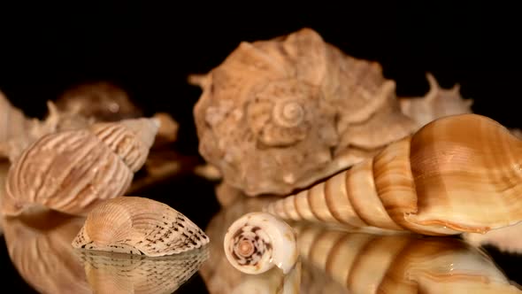 A Lot of Sea Shells on Black, Rotation, Reflection, Close Up, Cam Moves To the Left