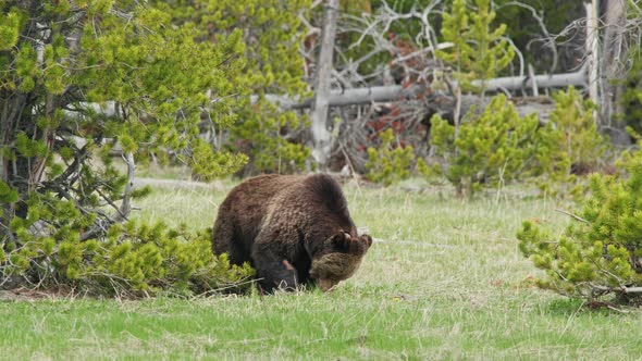 Wild Animal in Conservation Collar in the Yellowstone Nation Park Wyoming USA