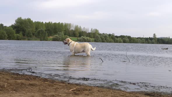 Labrador dog in standing in a lake wide panning shot
