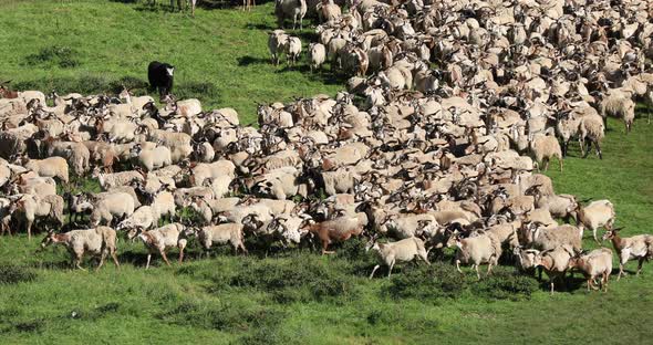 Lots of sheep walking and eating grass on the high altitude prairie