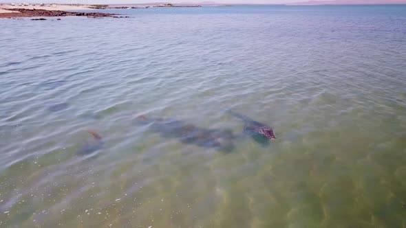 Drone circling large saltwater crocodile in shallow crystal clear water near beach. Crocodile surfac